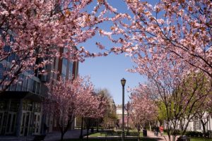 Cherry blossoms on Rutgers' Newark campus